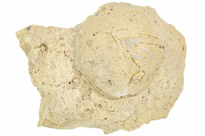 Silurian Brachiopod (Pentamerus) Fossil - Iowa #212154